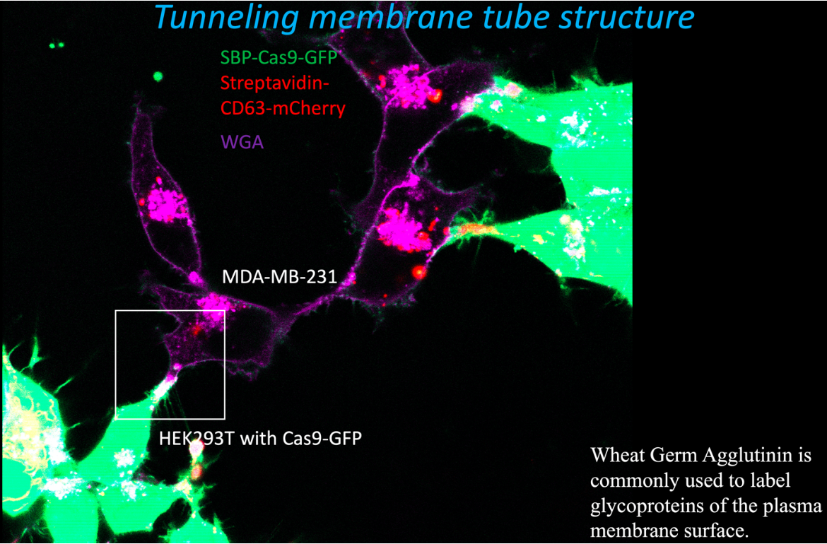 Tunneling membrane tube structure