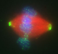 Mitotic Spindle Assembly in Xenopus Extracts