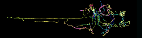 Multicolor string in protein shape