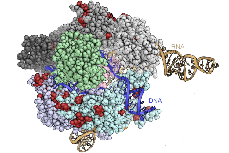Cas9 molecule