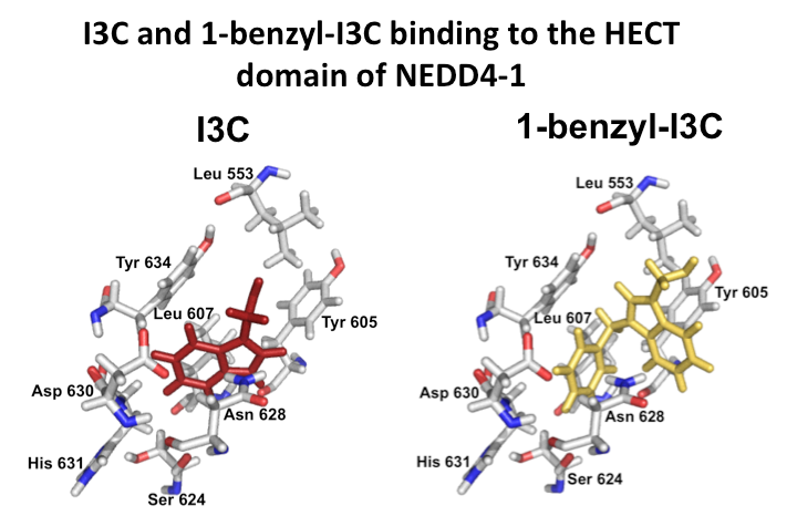 Phytochemicals binding