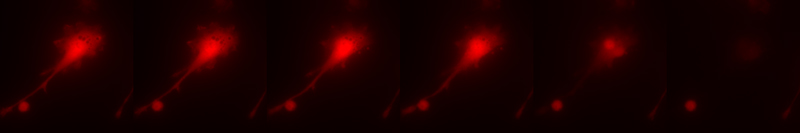 Vance Lab research image